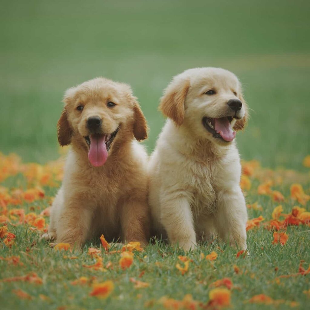 Puppies